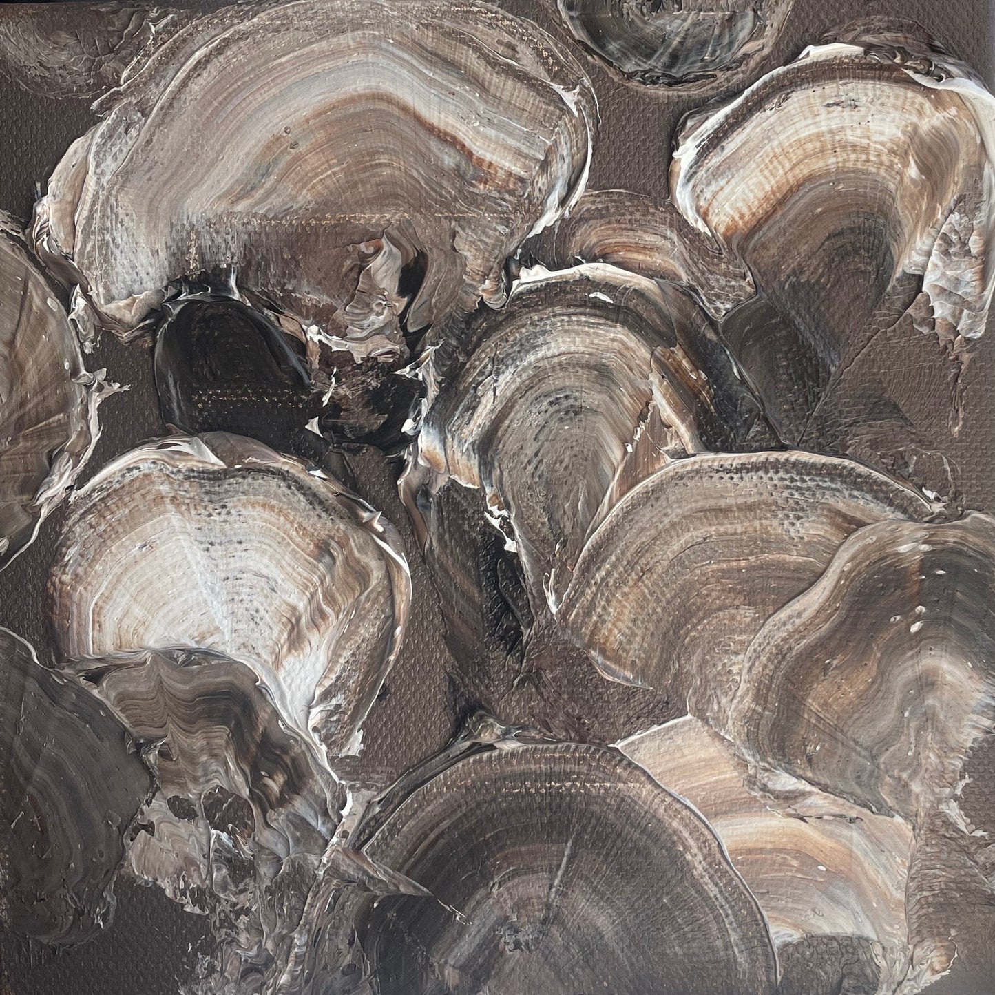 Chocolate Oyster