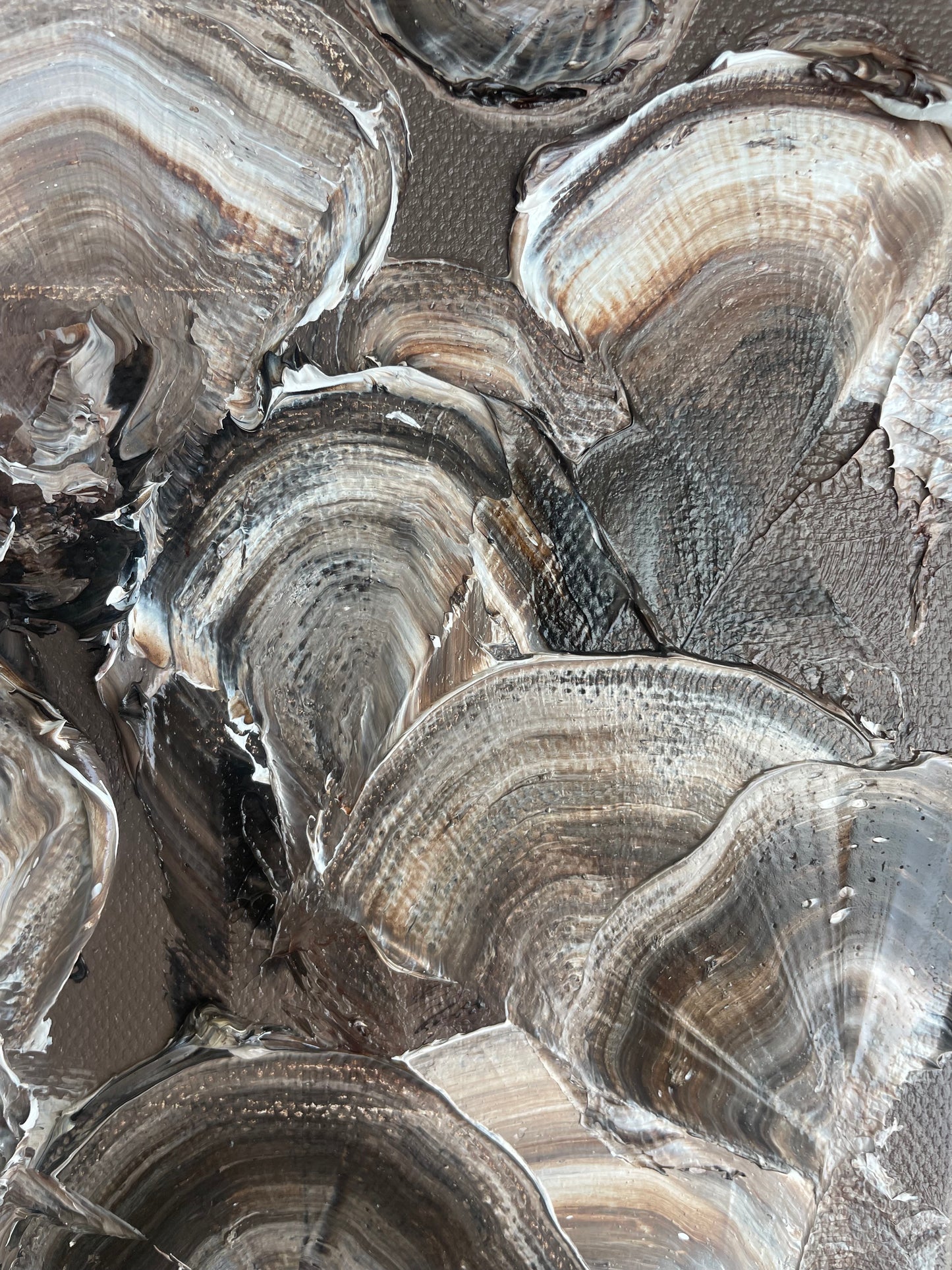 Chocolate Oyster